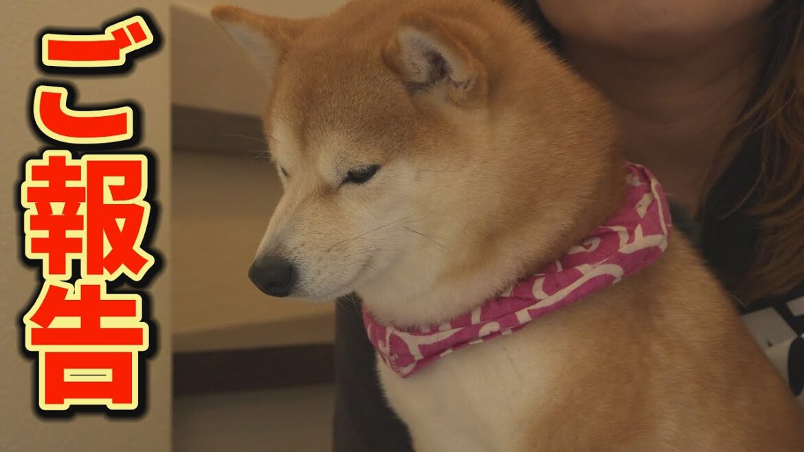 ヒート中の柴犬と末っ子柴犬に、信じがたい深刻な問題が発生しました・・・