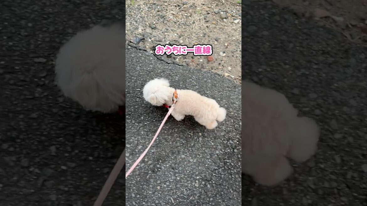 家が見えた瞬間ギアチェンジするトイプードル #shorts #元保護犬 #トイプードル