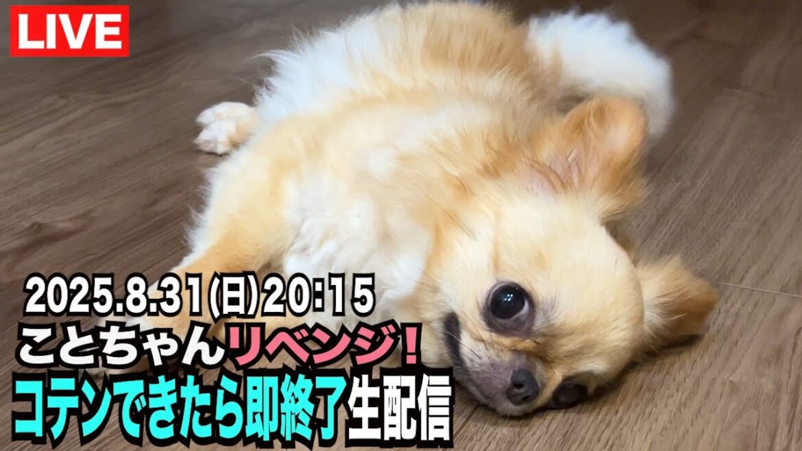 【コテンリベンジします！】