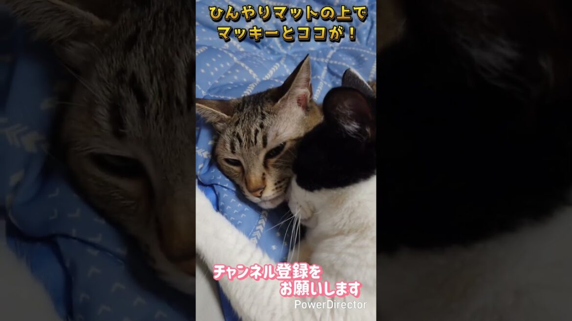 【愛猫】マッキーとココが顔をくっつけて❗😅😸💕#猫#猫動画#猫のいる暮らし #cat#cats