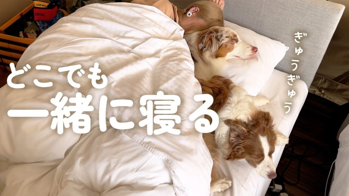 旅行先でも一緒に寝たい大きい犬達がまるで人間のようでした・・・♡【ボーダーコリー・オーストラリアンシェパード】