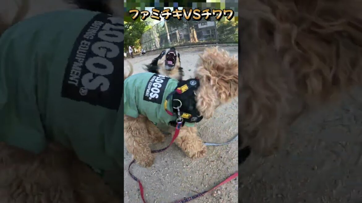 可愛いのにワンプロが好き過ぎるチワワ　#ビションフリーゼ#マルプー