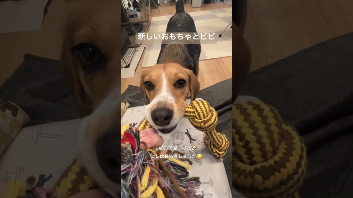 新しいおもちゃとビビ#ビーグル #犬との暮らし #ビビチャンネル