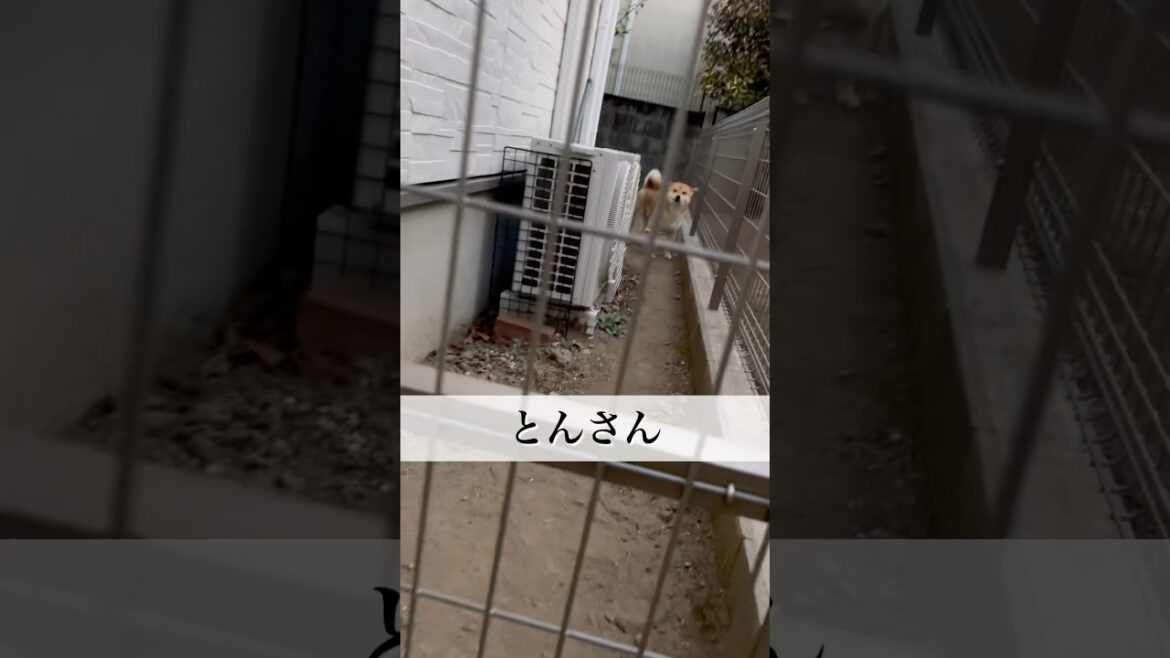 『とんの家から′25 帰宅』　#柴犬　#柴犬とん