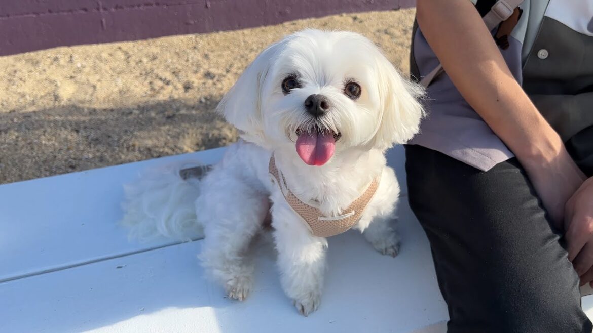 海にビビり散らかす犬が可愛すぎた件について【マルチーズ】 海にビビり散らかす犬が可愛すぎた件について【マルチーズ】