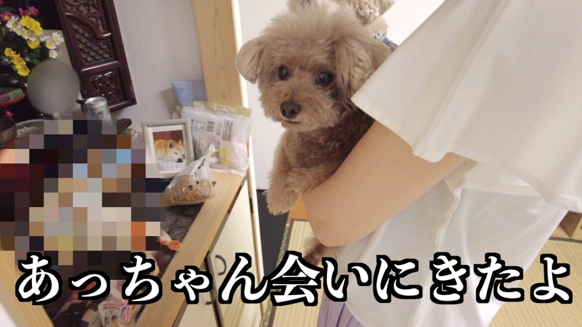 お盆に実家に帰って柴犬の飛鳥に会ってきました。