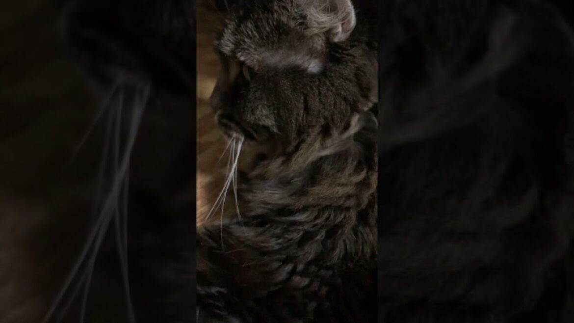 アメリカンカール#猫のいる暮らし #cat #WaitForMe#hallandoates #ホール&オーツ #music