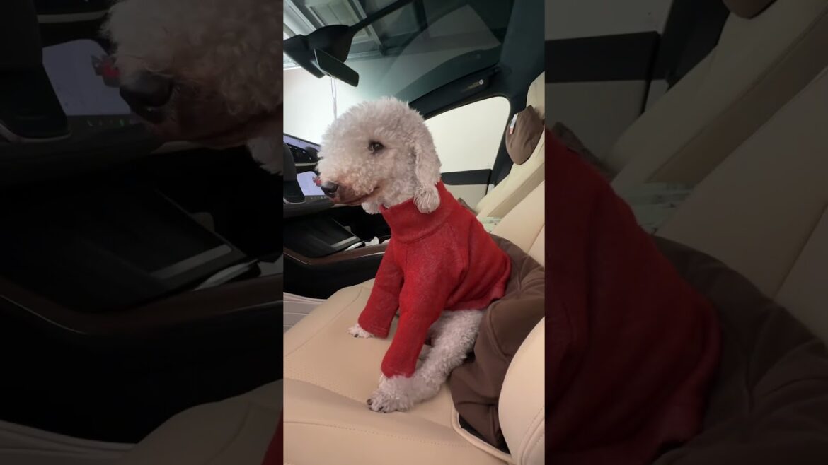 You are my baby #dog #cute #viralvideo #pet #bedlingtonterrier