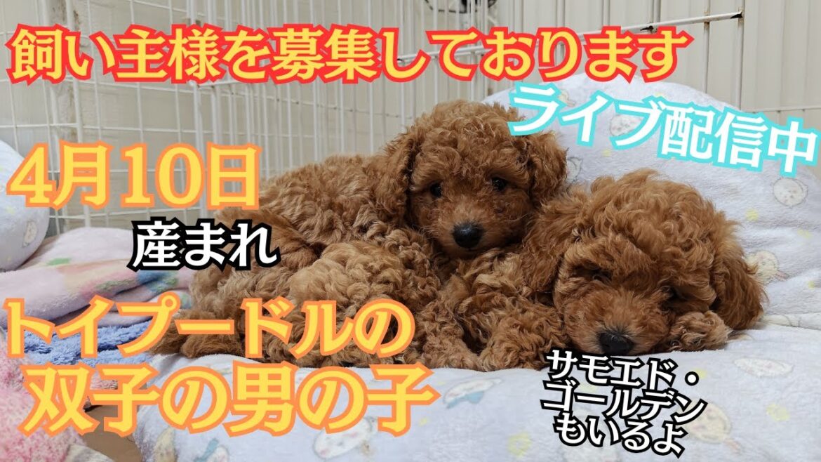 【トイプードル】飼い主様を募集中です。#トイプードル #パピー #赤ちゃん #サモエド #ゴールデンレトリバー