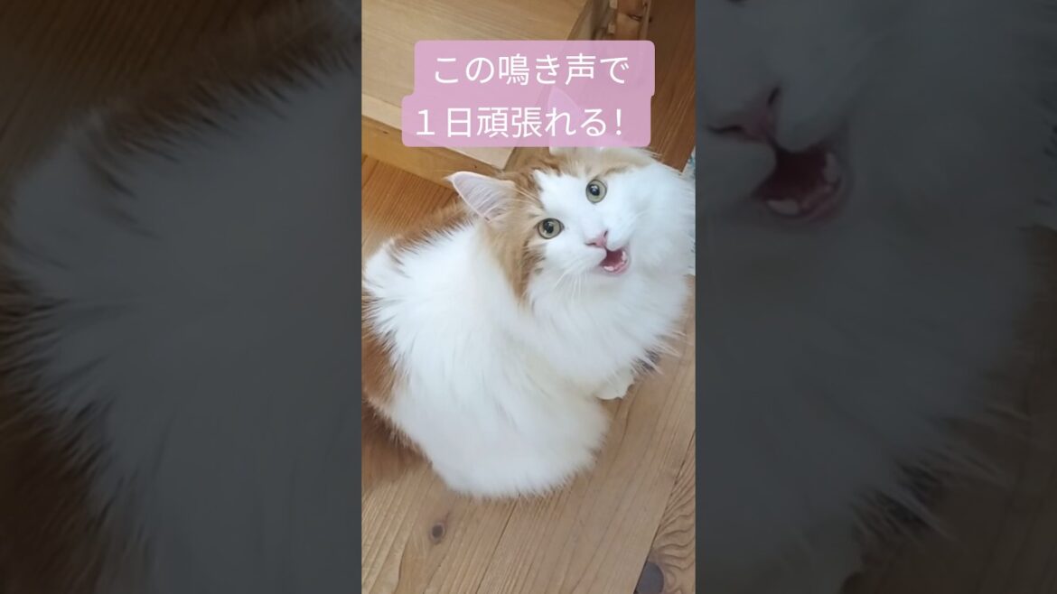 毎日の栄養補給に！ #チオビタ 代わり #メインクーン #猫 #猫のいる暮らし#cat #mainecoon #catlover​  #catshorts​ #fyp​