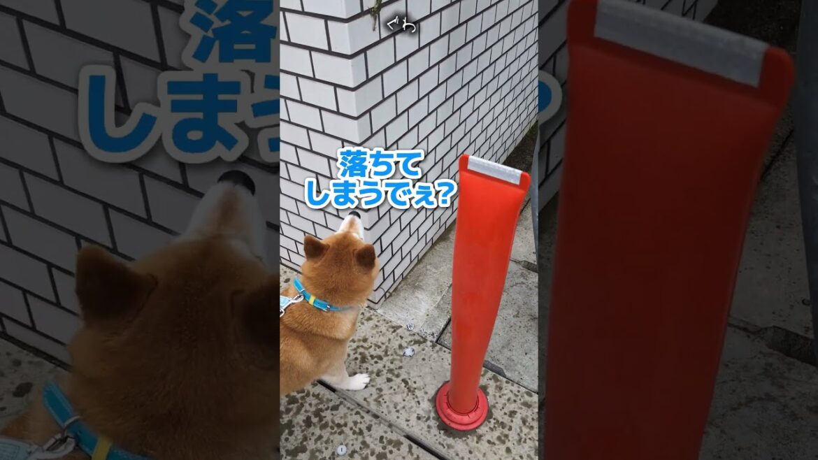 カエル注意🐸 アマガエルをナンパする柴犬 #柴犬スティーブ