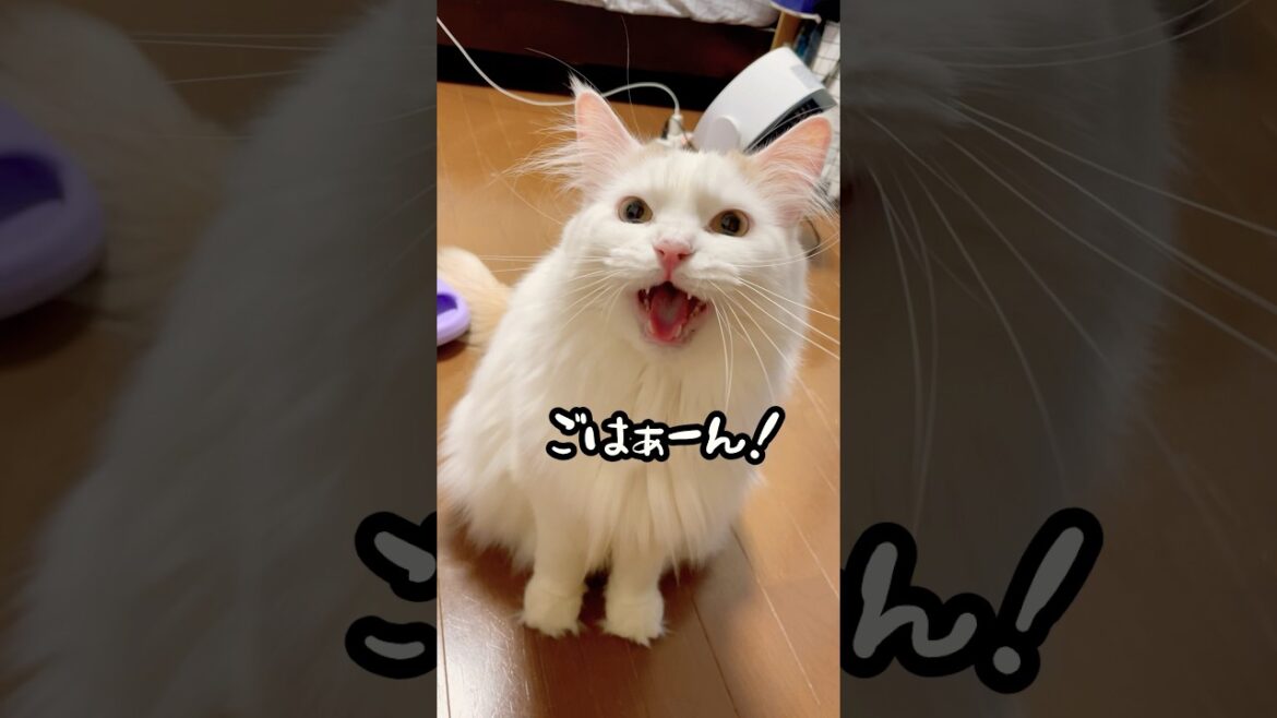 ゴハンだけで会話を試みるおチビ #ラガマフィン