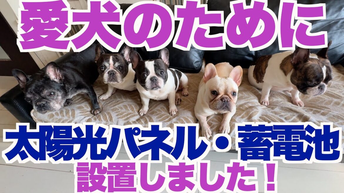 愛犬のために助成金で太陽光蓄電池設置  【 フレンチブルドッグ french_bulldog 】