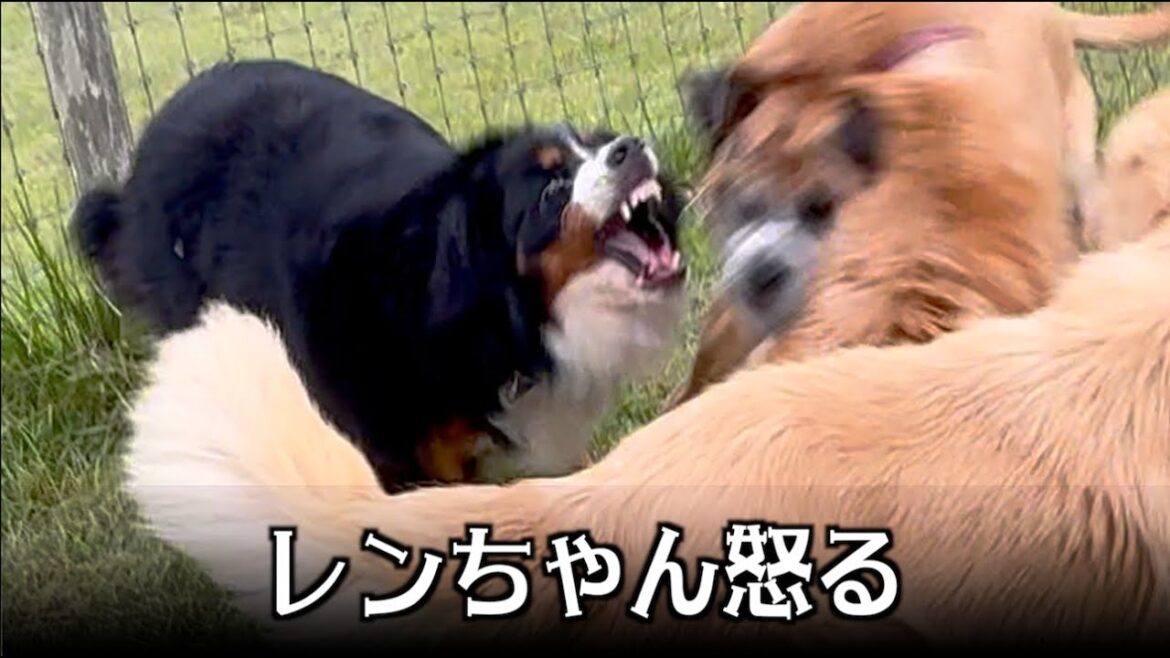 ロイおじのやりすぎに・・