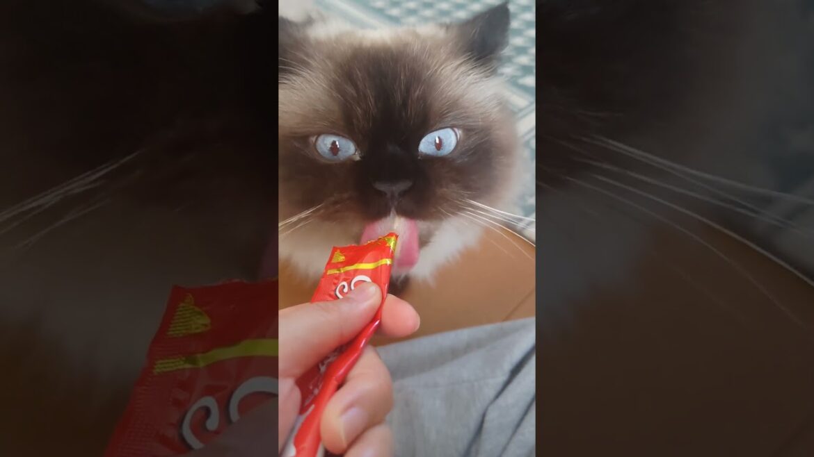 今日のおやつ　#ヒマラヤン #ねこ　#猫　#チュール　#おやつ