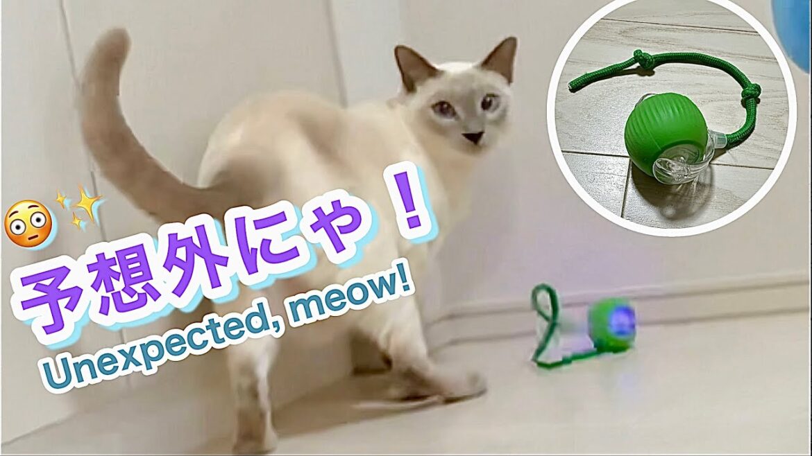 【トンキニーズ】猫に自動で動くボールのおもちゃをプレゼントしたら…予想以上の展開に😳[Tonkinese] Automatic toy ball surprises the cat! 😳