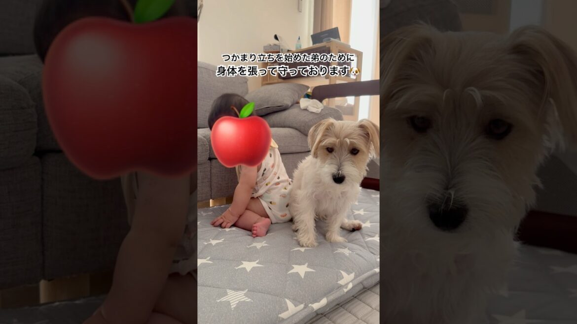 ライの日常#ジャックラッセルテリア #犬 #犬のいる暮らし