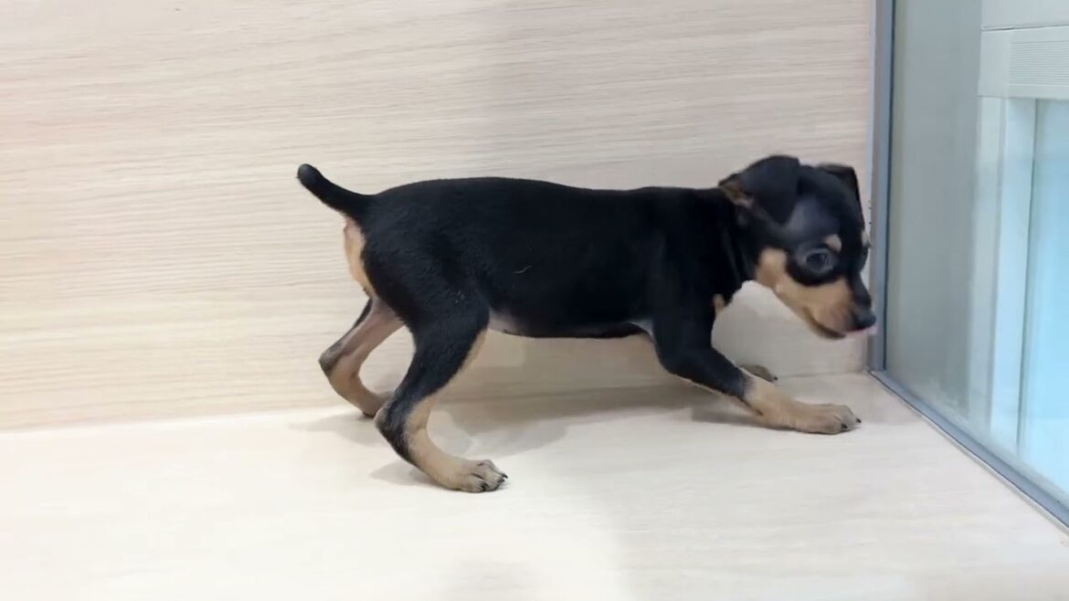 🌟手の平サイズ🌟お顔立ちが美人さんなミニチュアピンシャーの女の子【パピードリーム】