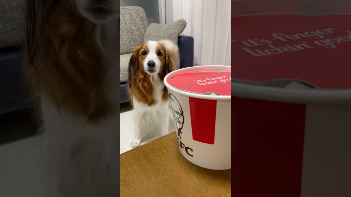 KFCと筋トレとコイケルボーイ。