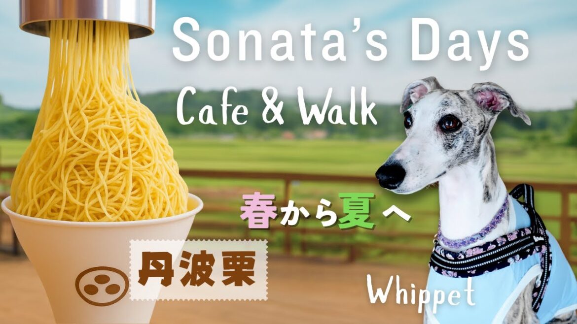 ウィペットと楽しむ丹波栗のモンブランソフトクリーム/Spring to Summer with Whippet the Sonata