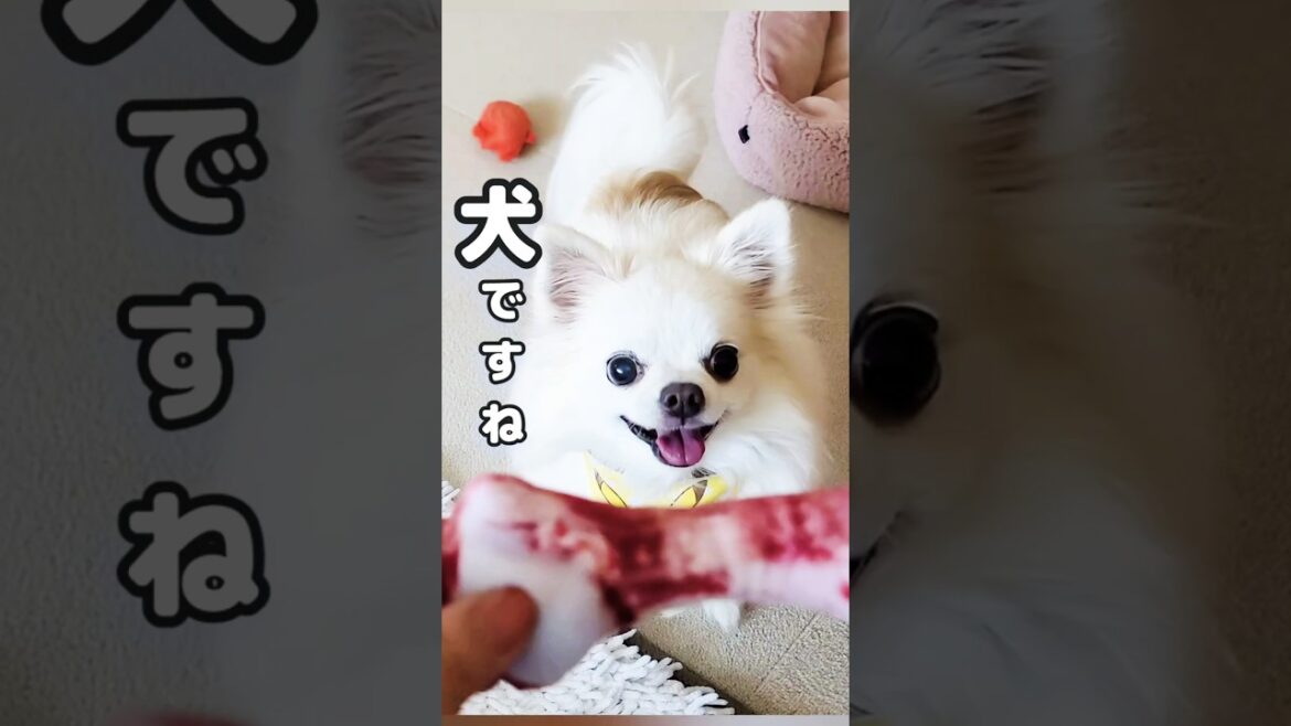 玩具で野生に目覚めるチワワ犬  #チワワ #shorts #犬のおもちゃ