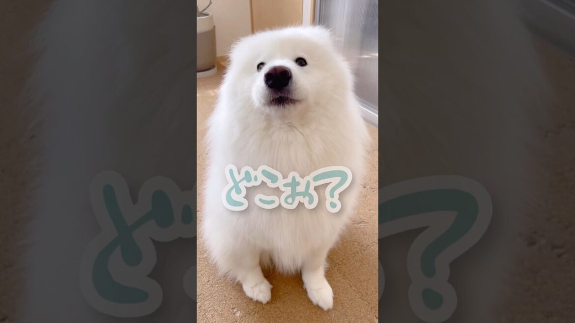 寂しんぼサモエドにずっと密着された日 #samoyed #サモエド #癒し