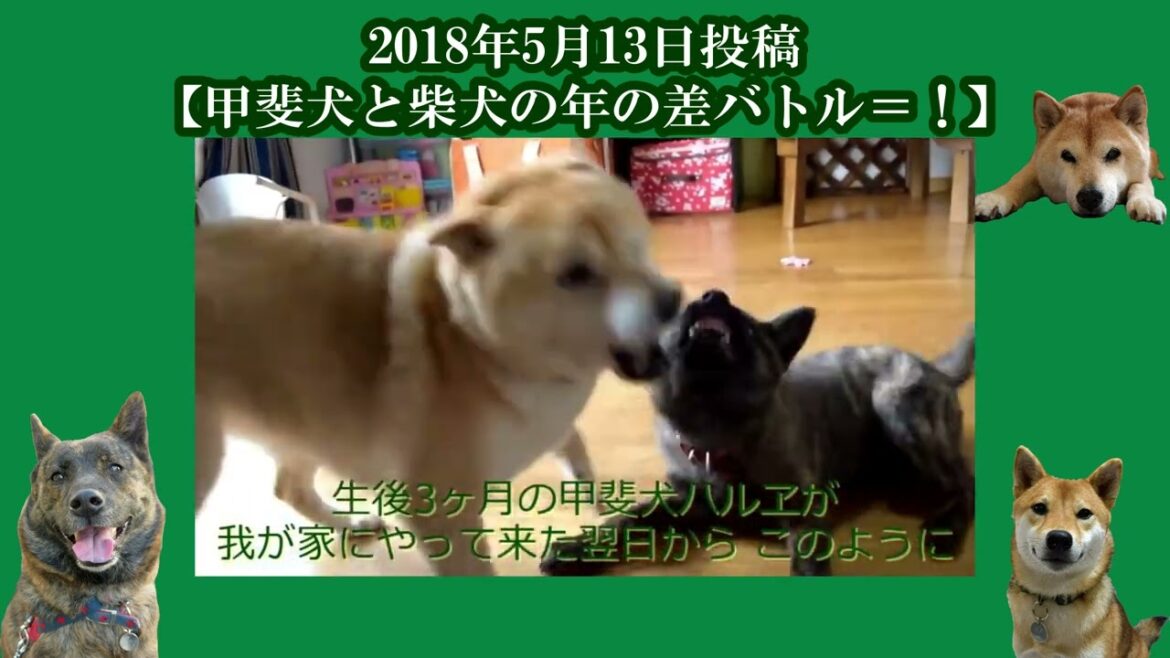 甲斐犬ハルヱと柴犬エミー【再放送03】