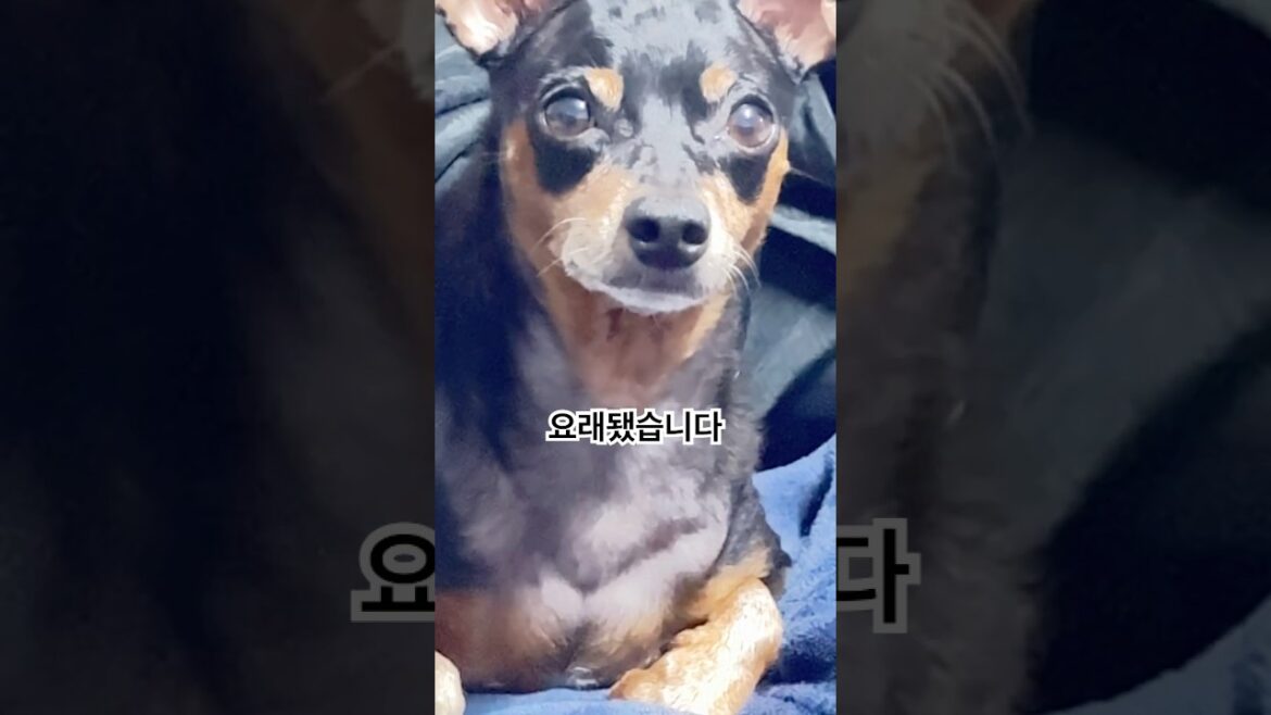 생일 축하해 담이🎂 요래서 요래된 10살 미니핀🐾