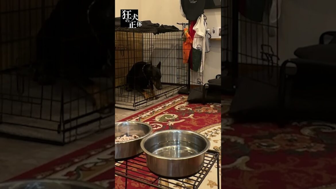 【ママver.】ドーベルマンは飼い主がいなくても我慢できるか？ #ドーベルマン #大型犬のいる暮らし #狂犬の正体