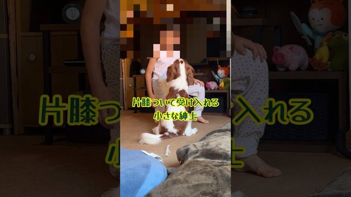犬嫌いの男の子に甘えたくて甘えたくて！ 慎ましさが狂おしい犬
