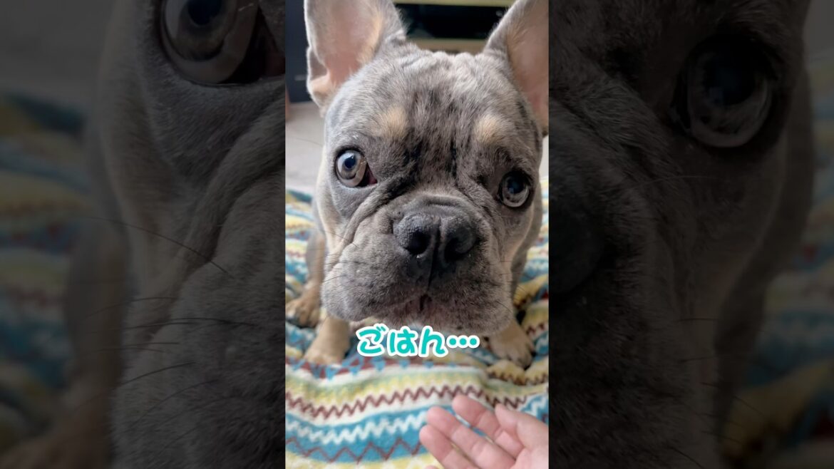 腹ぺこ子犬がついに喋り出した！www #shorts #フレンチブルドッグ #フレブル