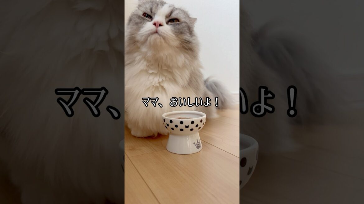 やっぱり「生」は、美味しいね！ #短足マンチカン #マンチカン #猫 #ねこ #cat