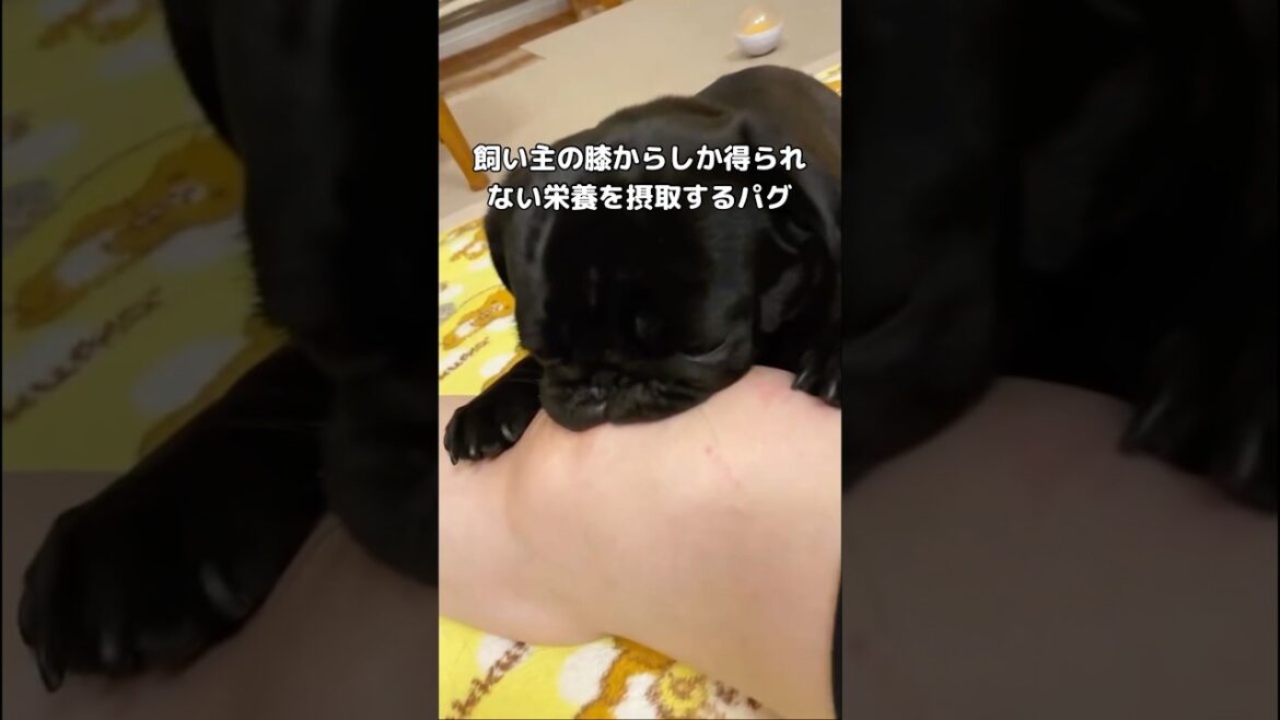 いつも最後にあんな顔されるから膝拒否できない⋯ #パグ #黒パグ #shorts