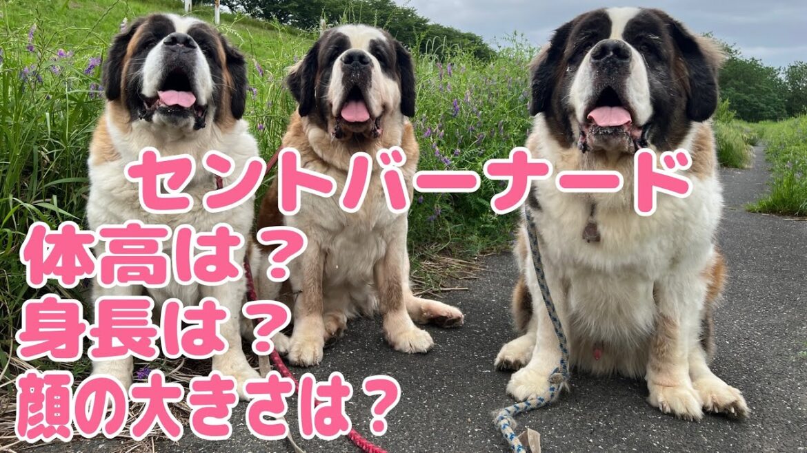 【セントバーナード】セントバーナードって体高何センチ？身長は？因みに顔の大きさは？何センチなの？リクエストにお答えします。