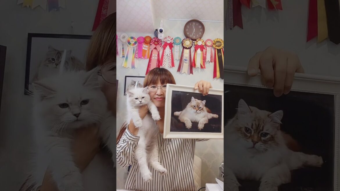 抱っこができる#サイベリアン の#子ネコ ご紹介ライブ2❣️ #猫のいる暮らし をはじめるならサイベリアン #ペットショップ のロイヤルキャッツで😻