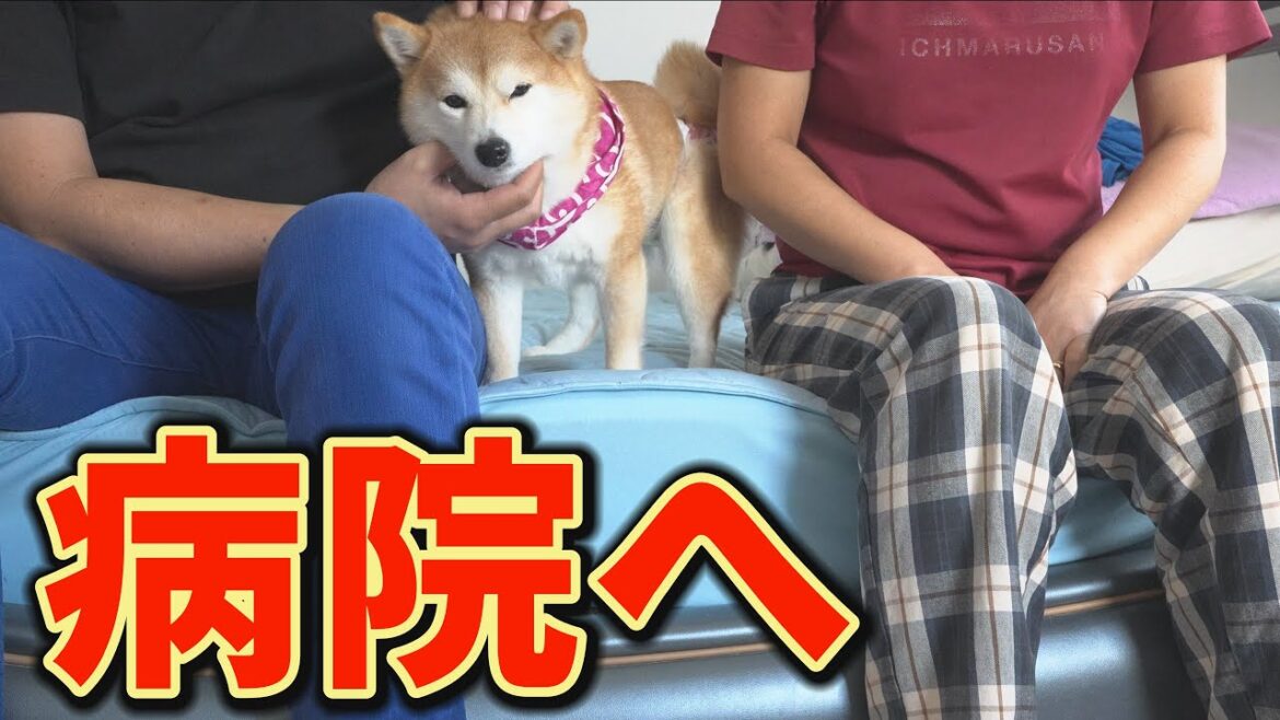 不幸の連鎖・・・病院へ行く朝、兄柴犬の発作も起こり、大変なことになってしまいました・・・