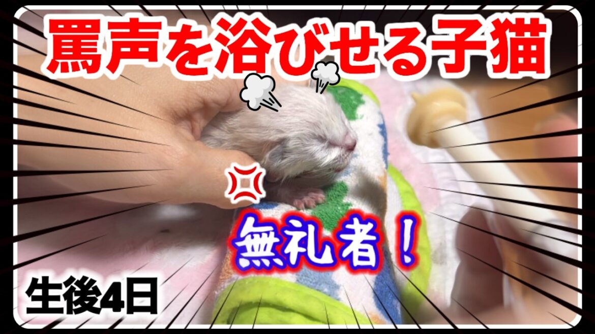 泣き叫び罵倒を浴びせる赤ちゃん子猫にミルクを飲ませたらこうなりました 【子猫生後4日】 泣き叫び罵倒を浴びせる赤ちゃん子猫にミルクを飲ませたらこうなりました 【子猫生後4日】