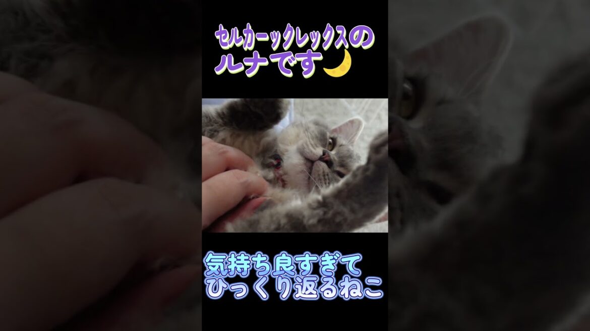 気持ち良すぎてひっくり返るねこ#セルカークレックス #ネコ #子猫 #猫好きさんと繋がりたい #ねこ #cat #猫のいる暮らし