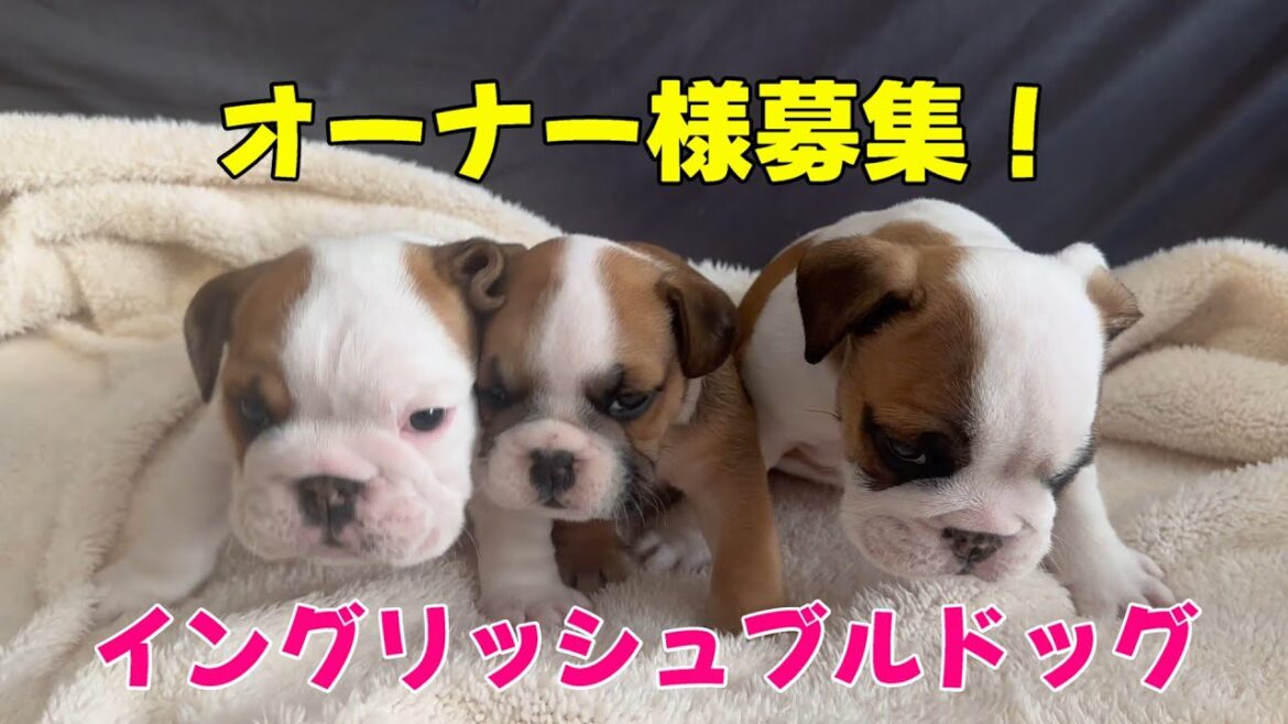 イングリッシュブルドッグのオーナー様を募集いたします。他ボクサーパピーとブルパピーのお庭遊び