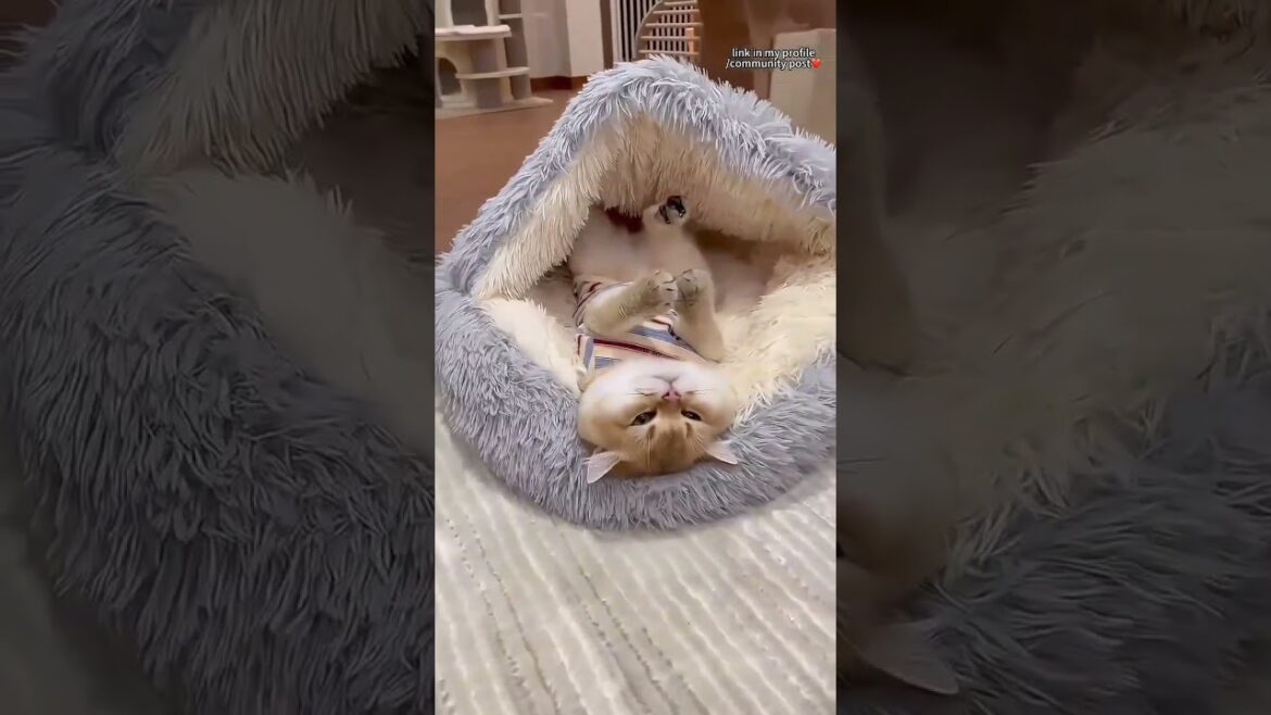 #tiktokeffects #tiktokeffects