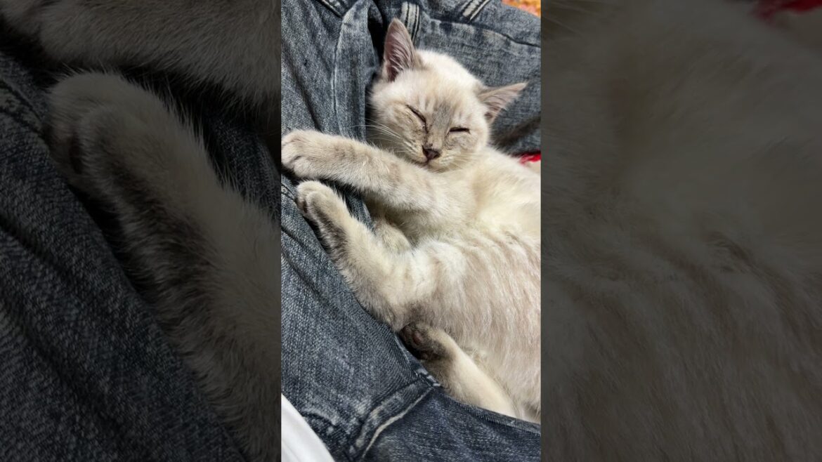 ウp主の膝で、うっとりするシャム猫の子ネコ雫ちゃん