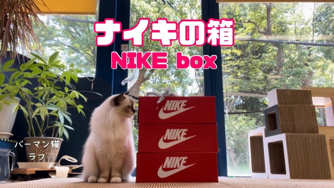 バーマン猫ラフ【ナイキの箱】NIKE box（バーマン猫）Birman/Cat