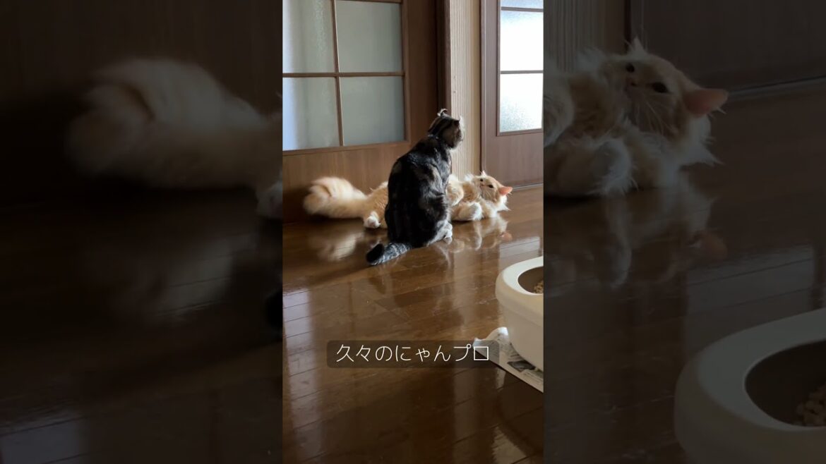 #猫のいる暮らし #ラガマフィン #アメリカンカール