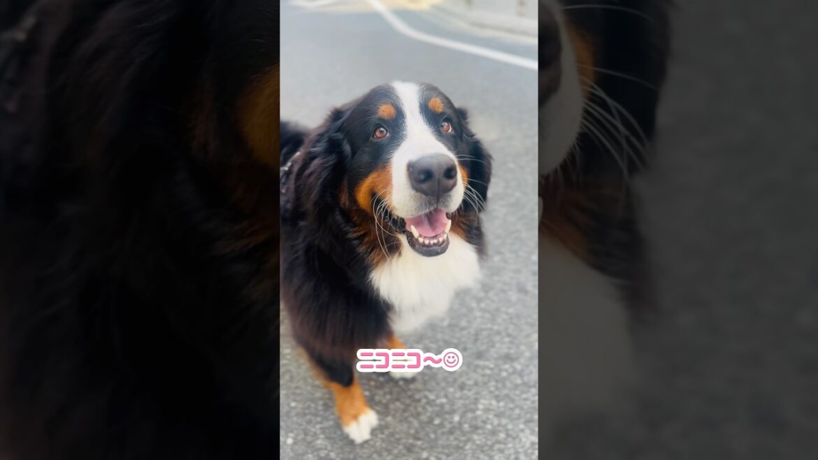 ニコニコ全開‼️朝のお散歩で可愛がられたバーニーズ🐾