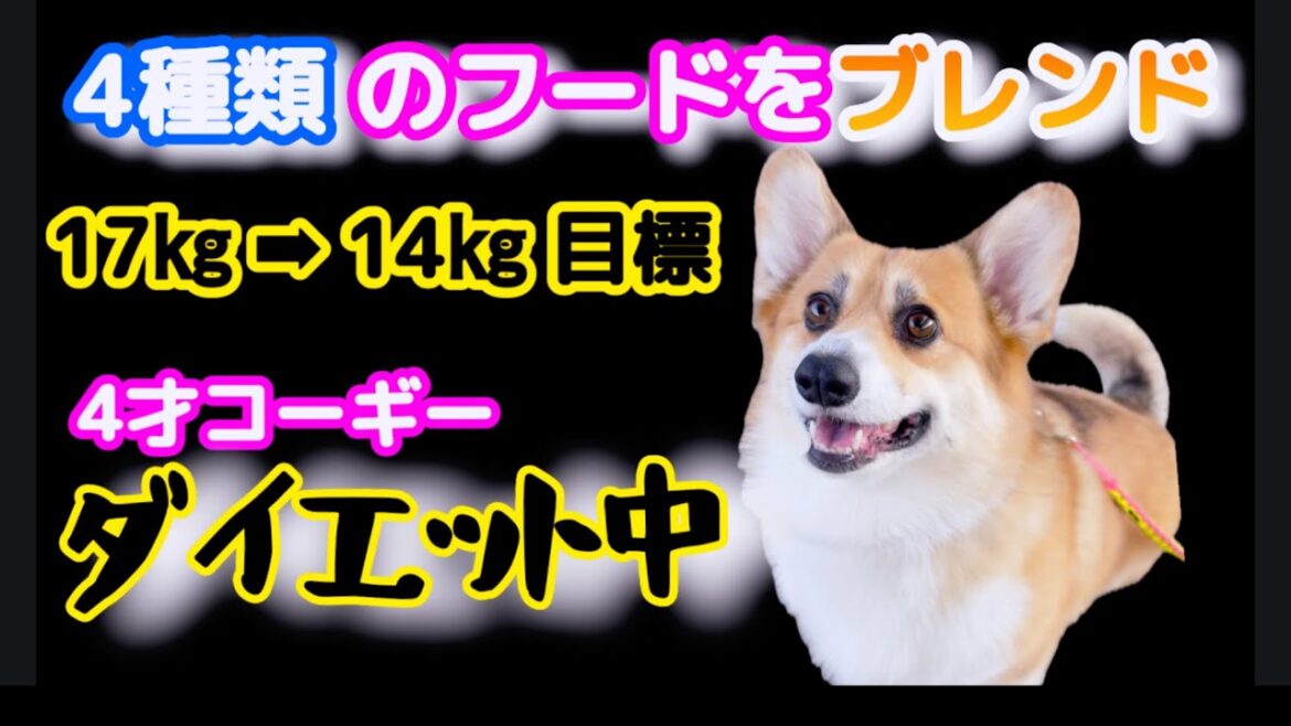 ドッグフード減量タイプ⭐︎1種類は不安