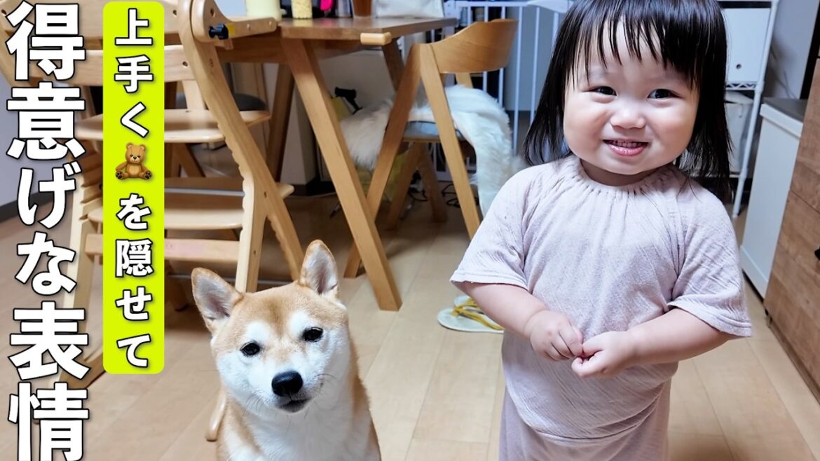 柴犬から大事なおもちゃをまさかの上手さで隠したドヤ顔の1歳児が可愛すぎましたw