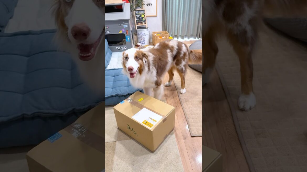大好きなものが届いて嬉しくなっちゃう犬が可愛いすぎる😂♡【オーストラリアンシェパード・ボーダーコリー】#shorts