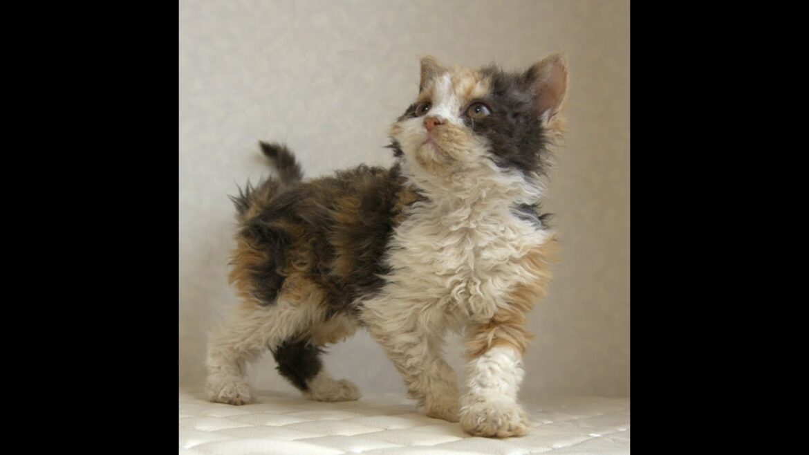 セルカークレックス子猫　Selkirk Rex　2025.5.28産まれ　キャリコ　三毛猫　巻き毛　女の子　シーダキャット猫のお店