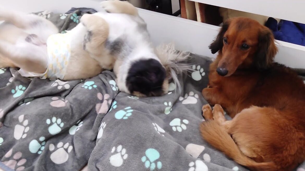 怪しい動きのペキニーズが近づくも動じないすあま師匠　🐶ひみつきちなう！②🐶  2025年9月1日