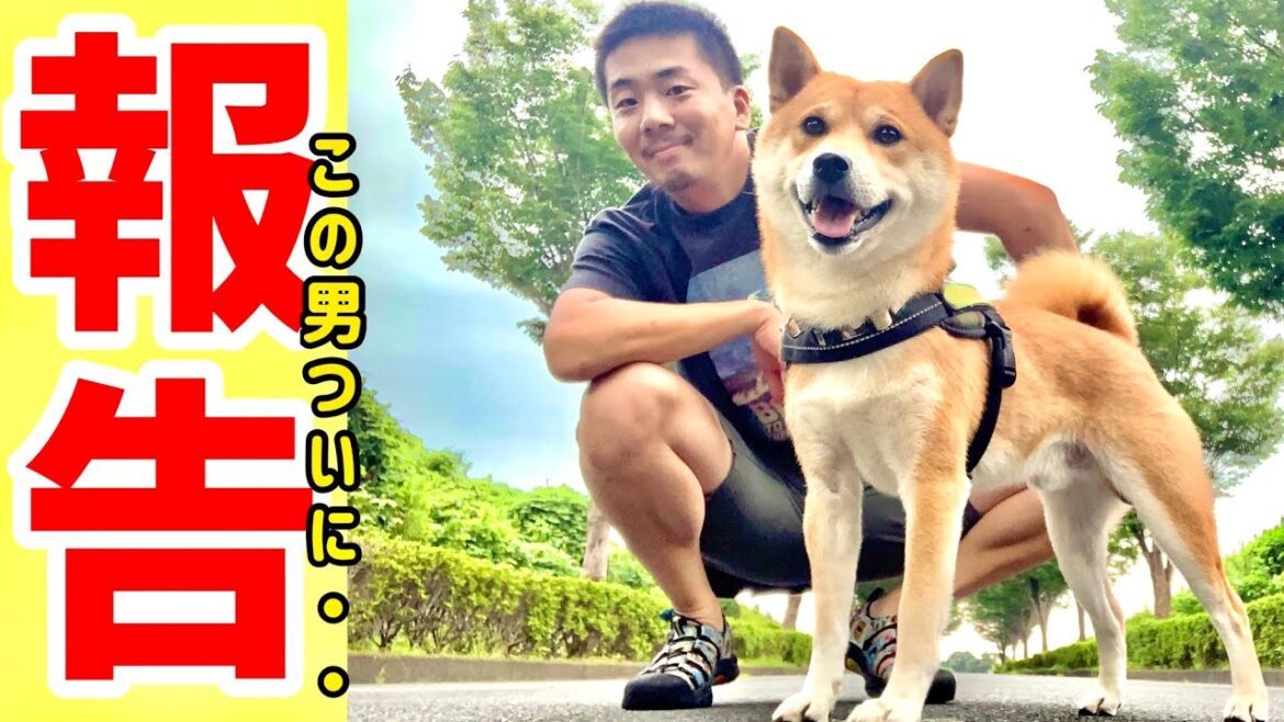 柴犬こむぎとあるじの出逢い【あるじのステップ】再アップロード